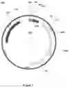 Fig. 02 - Method for continuous production of recombinant GLP-1 peptide by bacteria