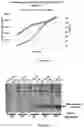 Fig. 04 - Method for continuous production of recombinant GLP-1 peptide by bacteria