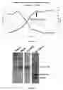Fig. 05 - Method for continuous production of recombinant GLP-1 peptide by bacteria