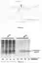 Fig. 06 - Method for continuous production of recombinant GLP-1 peptide by bacteria