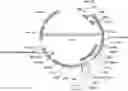 Fig. 01 - ALTERNATIVE INTRACELLULAR SIGNALLING DOMAIN OF A CHIMERIC ANTIGEN RECEPTOR