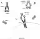 Fig. 21 - BMP-ALK3 ANTAGONISTS AND USES FOR PROMOTING BONE GROWTH
