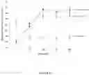 Fig. 28 - BMP-ALK3 ANTAGONISTS AND USES FOR PROMOTING BONE GROWTH