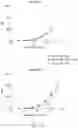 Fig. 24 - Antibodies that neutralize hepatitis B virus and uses thereof