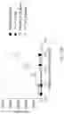 Fig. 55 - Antibodies that neutralize hepatitis B virus and uses thereof