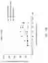 Fig. 57 - Antibodies that neutralize hepatitis B virus and uses thereof