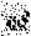 Fig. 02 - antiserum without cross-reactivity and method for producing the same