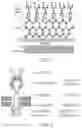 Fig. 02 - Aspergillus antigen chimeric receptors and use thereof
