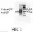 Fig. 06 - Aspergillus antigen chimeric receptors and use thereof
