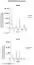 Fig. 23 - A METHOD FOR THE TREATMENT OR PROPHYLAXIS OF CANCER BY TARGETING THE EXTRACELLULAR PORTION OF KERATIN 14 (KRT14) RESIDING ON CANCER CELLS
