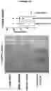 Fig. 31 - A METHOD FOR THE TREATMENT OR PROPHYLAXIS OF CANCER BY TARGETING THE EXTRACELLULAR PORTION OF KERATIN 14 (KRT14) RESIDING ON CANCER CELLS