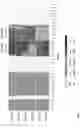 Fig. 02 - ANTIBODIES WITH REDUCED IMMUNOGENICITY