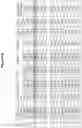 Fig. 17 - ANTIBODIES THAT SPECIFICALLY BIND TO HUMAN IL-15 AND USES THEREOF