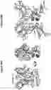 Fig. 43 - ANTIBODIES THAT SPECIFICALLY BIND TO HUMAN IL-15 AND USES THEREOF