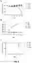 Fig. 08 - Anti-CD47 antibodies and uses thereof