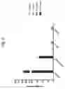 Fig. 16 - Humanized antibodies against c-Kit
