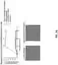 Fig. 05 - Anti-Dectin-1 antibodies and methods of use thereof