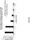 Fig. 09 - Anti-Dectin-1 antibodies and methods of use thereof