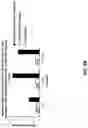 Fig. 10 - Anti-Dectin-1 antibodies and methods of use thereof