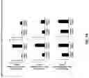 Fig. 13 - Anti-Dectin-1 antibodies and methods of use thereof