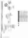 Fig. 18 - Anti-Dectin-1 antibodies and methods of use thereof