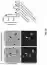 Fig. 25 - Anti-Dectin-1 antibodies and methods of use thereof