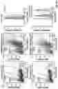 Fig. 30 - Anti-Dectin-1 antibodies and methods of use thereof