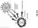 Fig. 43 - Anti-Dectin-1 antibodies and methods of use thereof