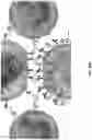 Fig. 47 - Anti-Dectin-1 antibodies and methods of use thereof