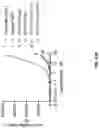 Fig. 49 - Anti-Dectin-1 antibodies and methods of use thereof