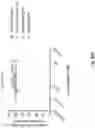 Fig. 52 - Anti-Dectin-1 antibodies and methods of use thereof