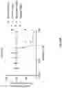 Fig. 54 - Anti-Dectin-1 antibodies and methods of use thereof