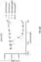 Fig. 56 - Anti-Dectin-1 antibodies and methods of use thereof