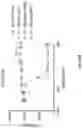 Fig. 57 - Anti-Dectin-1 antibodies and methods of use thereof