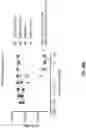 Fig. 60 - Anti-Dectin-1 antibodies and methods of use thereof