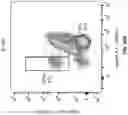 Fig. 62 - Anti-Dectin-1 antibodies and methods of use thereof