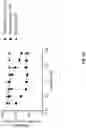 Fig. 66 - Anti-Dectin-1 antibodies and methods of use thereof
