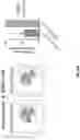 Fig. 85 - Anti-Dectin-1 antibodies and methods of use thereof