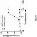 Fig. 90 - Anti-Dectin-1 antibodies and methods of use thereof