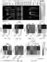 Fig. 02 - TRAILshort antibody and methods of use