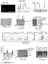 Fig. 05 - TRAILshort antibody and methods of use