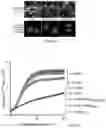 Fig. 07 - TRAILshort antibody and methods of use