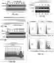Fig. 08 - TRAILshort antibody and methods of use