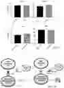 Fig. 12 - TRAILshort antibody and methods of use