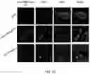 Fig. 27 - TRAILshort antibody and methods of use