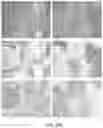 Fig. 41 - TRAILshort antibody and methods of use