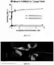 Fig. 12 - CHIMERIC ANTIGEN RECEPTORS TARGETING BCMA AND METHODS OF USE THEREOF