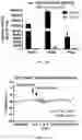 Fig. 18 - CHIMERIC ANTIGEN RECEPTORS TARGETING BCMA AND METHODS OF USE THEREOF