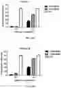 Fig. 23 - CHIMERIC ANTIGEN RECEPTORS TARGETING BCMA AND METHODS OF USE THEREOF