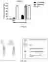 Fig. 24 - CHIMERIC ANTIGEN RECEPTORS TARGETING BCMA AND METHODS OF USE THEREOF